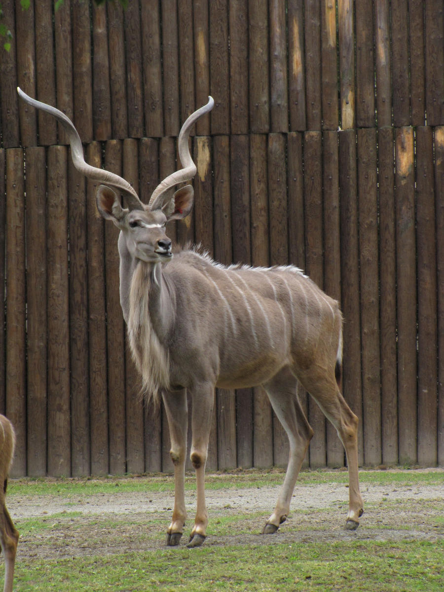 Greater Kudu 08