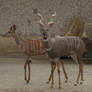 Lesser Kudu 02
