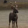 Lesser Kudu 08