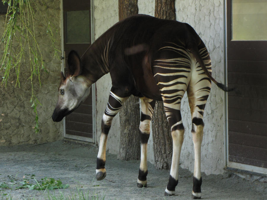 Okapi 03 by animalphotos on DeviantArt