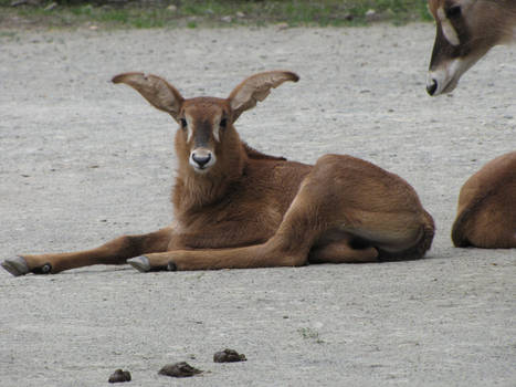 Roan Antelope 07