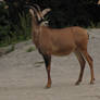 Roan Antelope 09