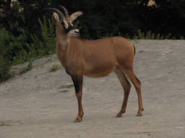 Roan Antelope 09