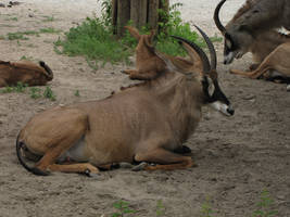 Roan Antelope 013