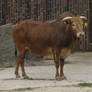 Dwarf Zebu 04