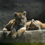 Siberian Tiger 08