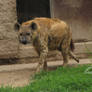 Spotted Hyena 10