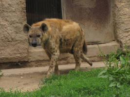 Spotted Hyena 10