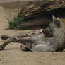 Spotted Hyena 23