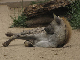 Spotted Hyena 23