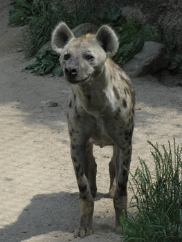 Spotted Hyena 26