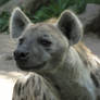 Spotted Hyena 27