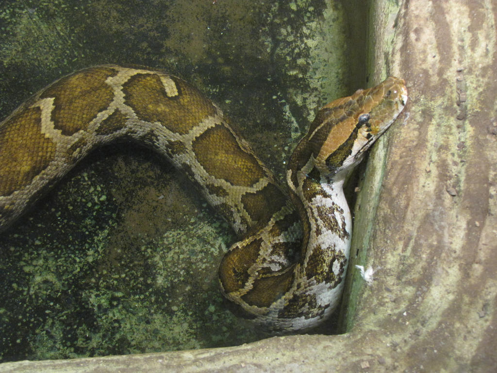 Indion Python Indian Python by animalphotos on DeviantArt