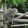 Crowned Lemur 03