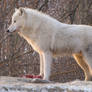 North American Arctic Wolf 119