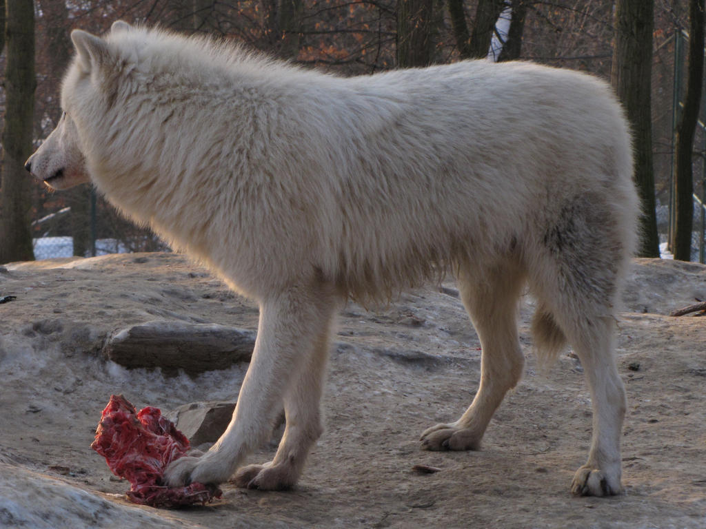 North American Arctic Wolf 115