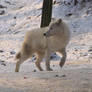 North American Arctic Wolf 109