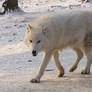 North American Arctic Wolf 108
