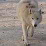 North American Arctic Wolf 96