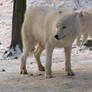 North American Arctic Wolf 70