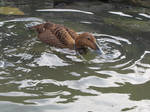 Common Eider 03 by animalphotos