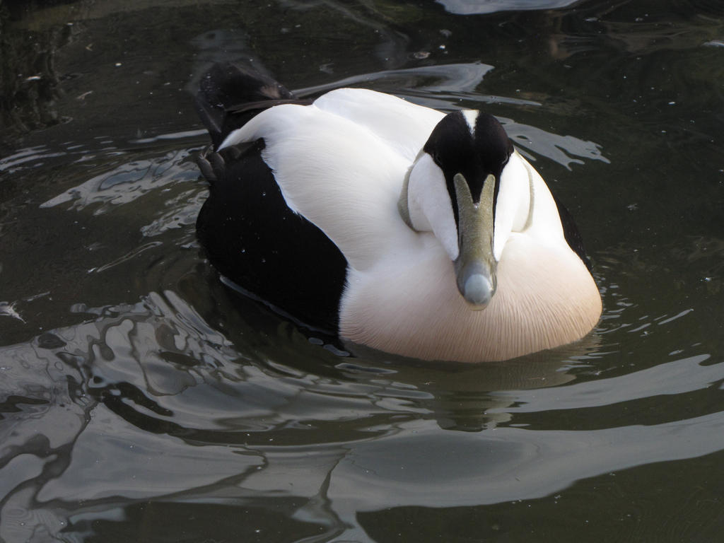 Common Eider 01