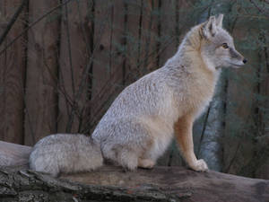 Corsac Fox 11 by animalphotos