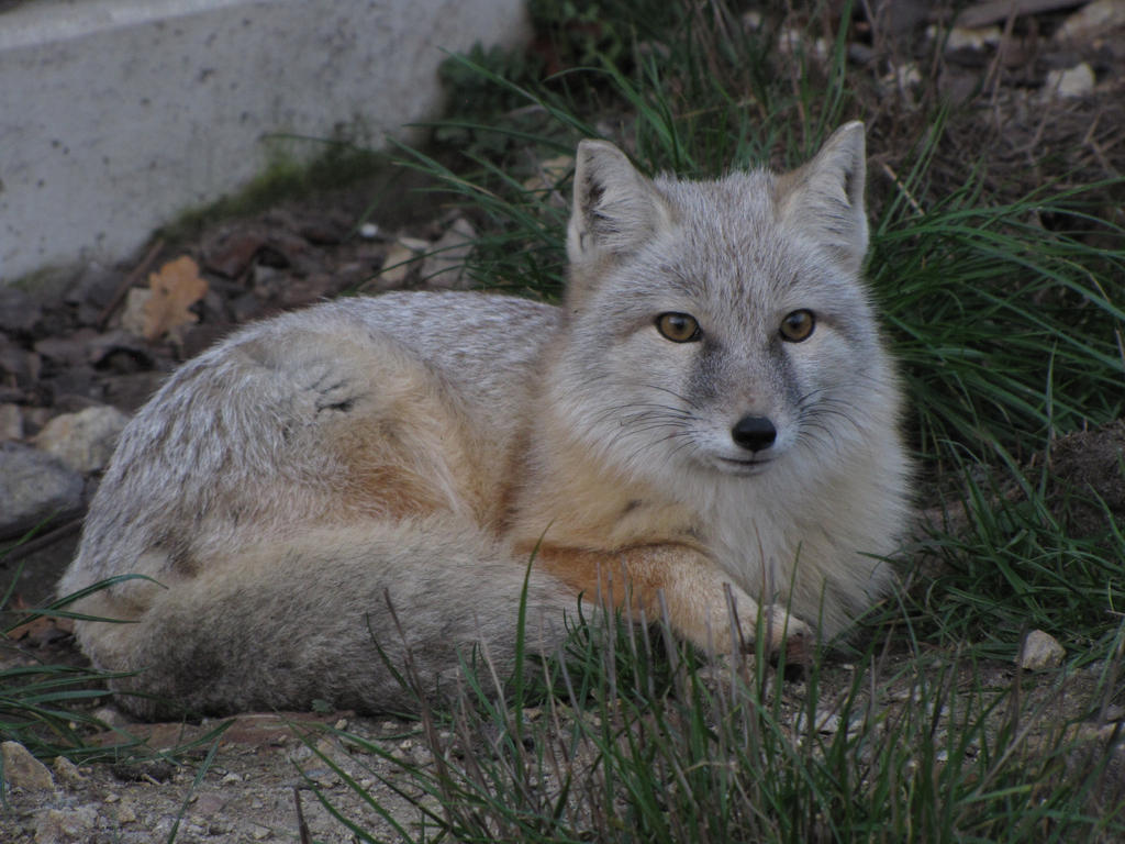 Corsac Fox 05 by animalphotos on DeviantArt