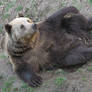 Brown Bear 04