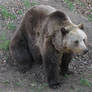 Brown Bear 03