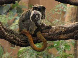 Bearded Emperor Tamarin 03