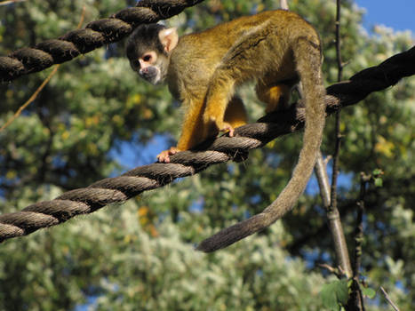 Bolivian Squirrel Monkey 03