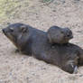 Common Rock Hyrax 01