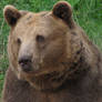 Brown Bear 06