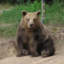 Brown Bear 05
