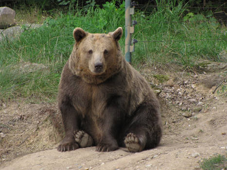 Brown Bear 05