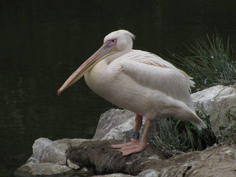 Great White Pelican 04