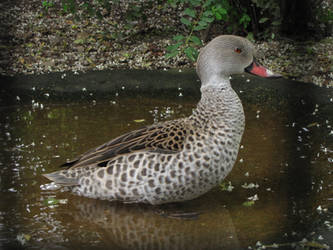 African Cape Teal