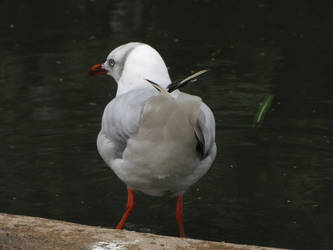 Common Black-headed Gull 03