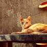 Ginger cat