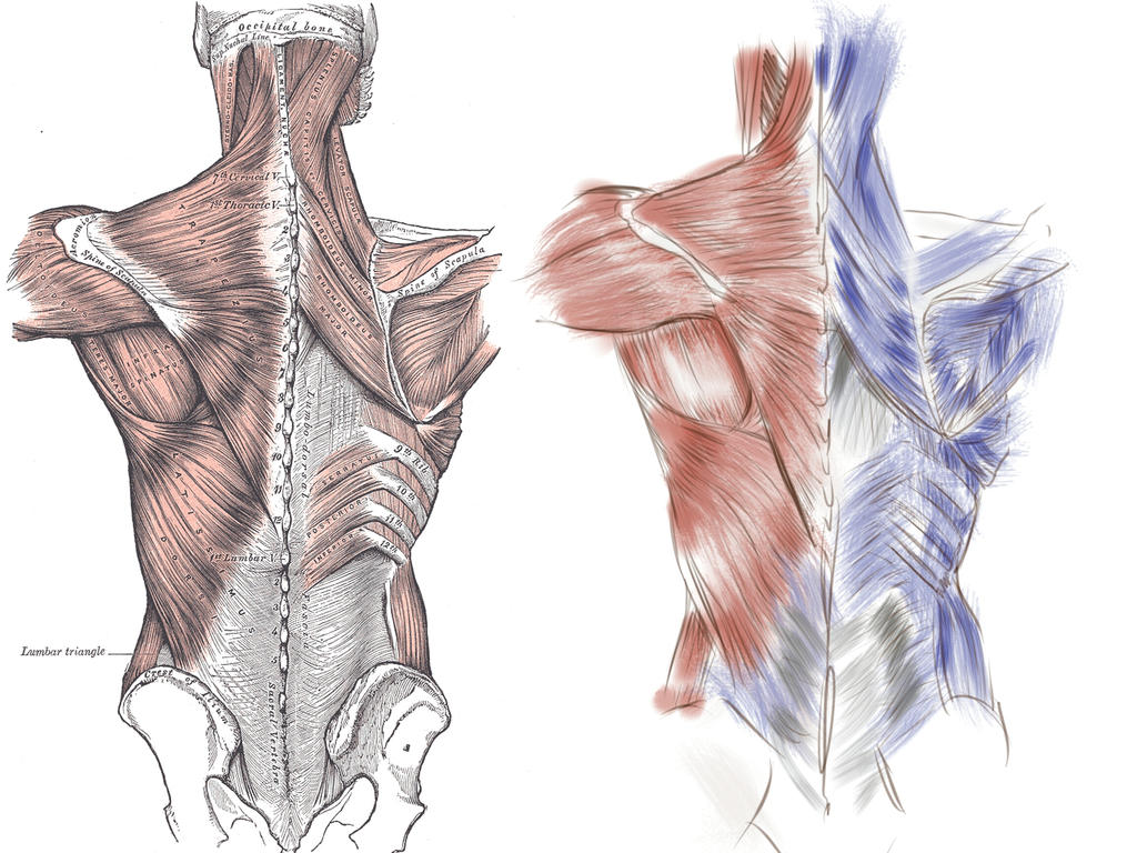 Human Anatomy - Back by Sta-Sayomi on DeviantArt