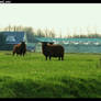 Black Sheeps on flat land