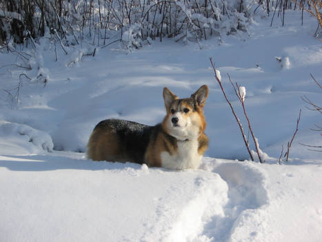 Welsh Corgi