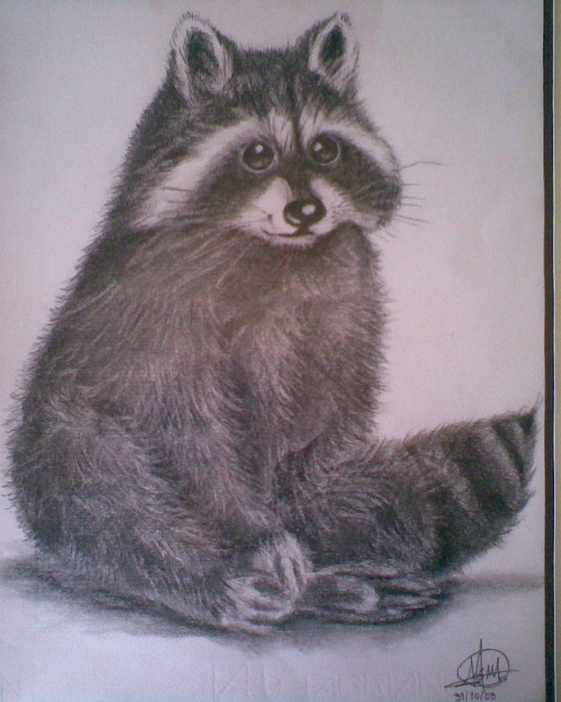 Mapache by ima22 on DeviantArt