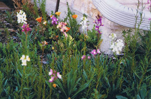 Wildflowers 3