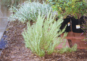 Herb - Rosemary 1