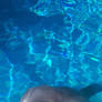 Common Bottlenose Dolphin 1