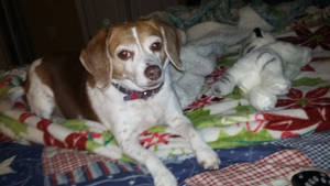''Rosie - 7 yrs 4 mths'' III