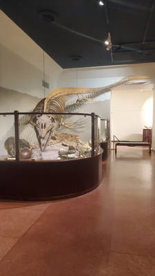 ''Onion Creek Mosasaur''