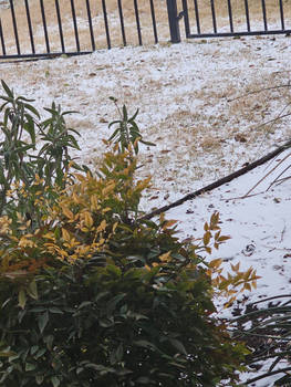''Frosted Grass'' II